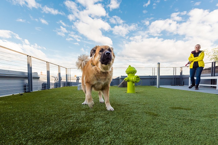 Dog enjoying grass on Reverb rooftop